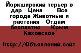 Йоркширский терьер в дар › Цена ­ 1 - Все города Животные и растения » Отдам бесплатно   . Крым,Каховское